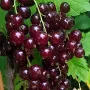 Ríbezľa červená (Ribes rubrum) VĪKSNES SARKANĀS