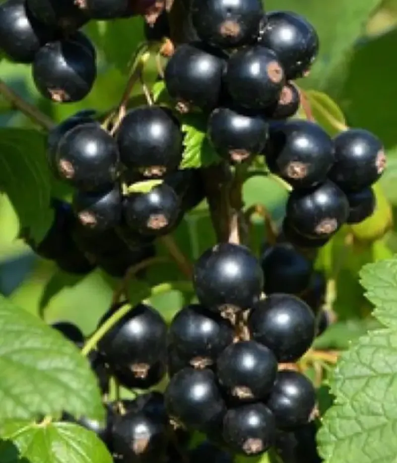 Ríbezľa čierna (Ribes nigrum) ZAGADKA - Tutifruti, s.r.o.