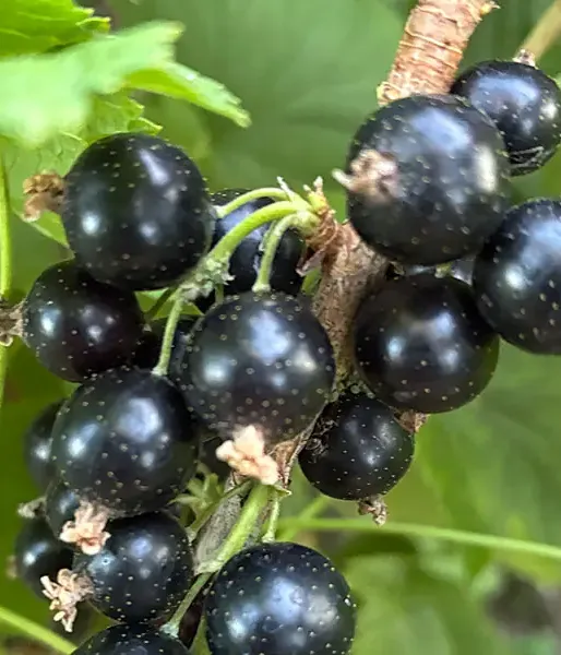 Blackcurrant (Ribes nigrum) ČORNIJ ŽEMČUG - Tutifruti, s.r.o. (SK)