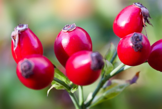 Skrytý poklad v šípkach: Nutričný profil a makronutrienty rodu Rosa L.
