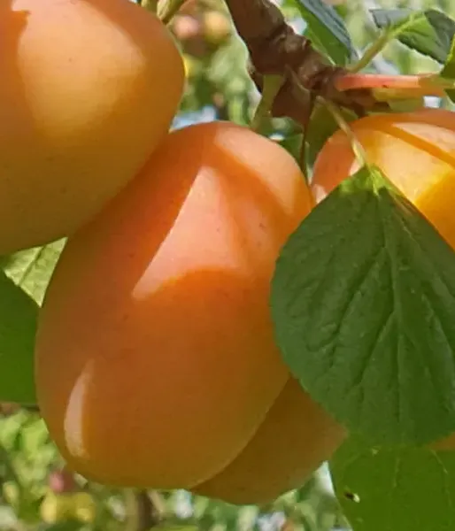 Pflaume (Prunus domestica) ADELYN
