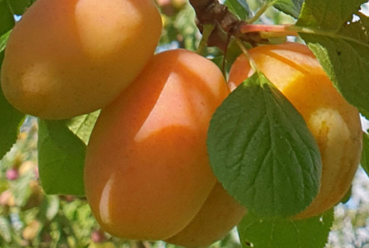 Analyse neuer lettischer Pflaumensorten: Ance, Adelyn und Sonora | Blog