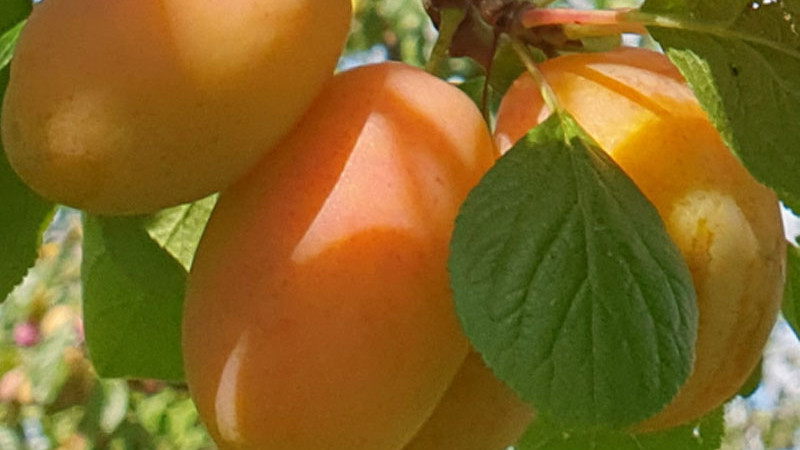 Analýza nových lotyšských sliviek: Ance, Adelyn a Sonora | Blog