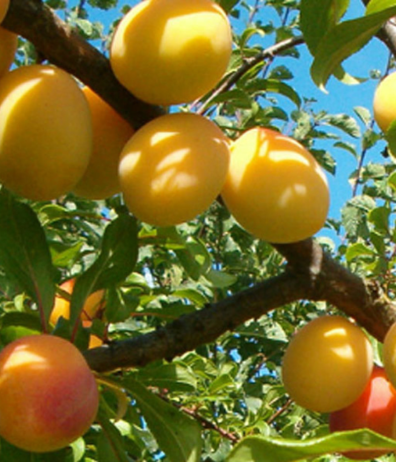 Hybridná slivka (Prunus sp.) ALVIS - Tutifruti, s.r.o. (SK)