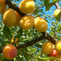 Hybridná slivka (Prunus sp.) ALVIS