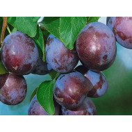 Plum  (Prunus domestica) AMERS