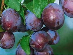 Plum  (Prunus domestica) AMERS