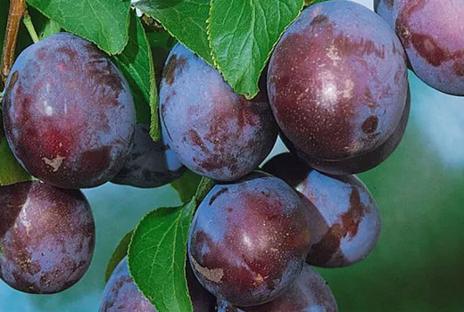 Slivka domáca (Prunus domestica): Pôvod, botanika a anatómia