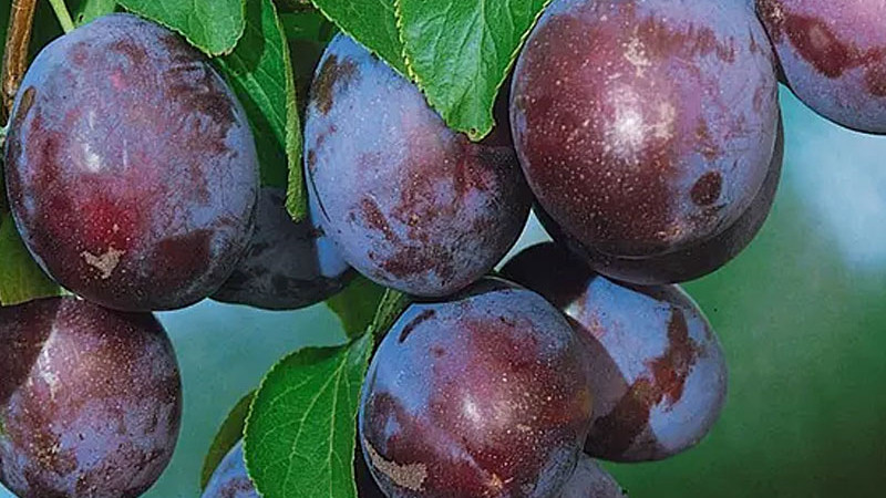 Slivka domáca (Prunus domestica): Pôvod, botanika a anatómia