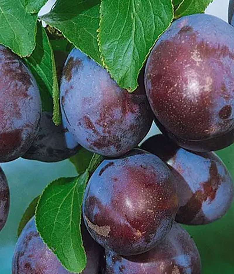 Slivka (Prunus domestica) AMERS - Tutifruti SK