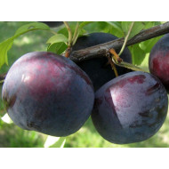 Japonská slivka (Prunus salicina) ANGELENO