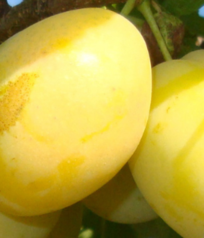 Slivka (Prunus domestica) ANCE - Tutifruti, s.r.o. (SK)