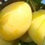Plum (Prunus domestica) ANCE