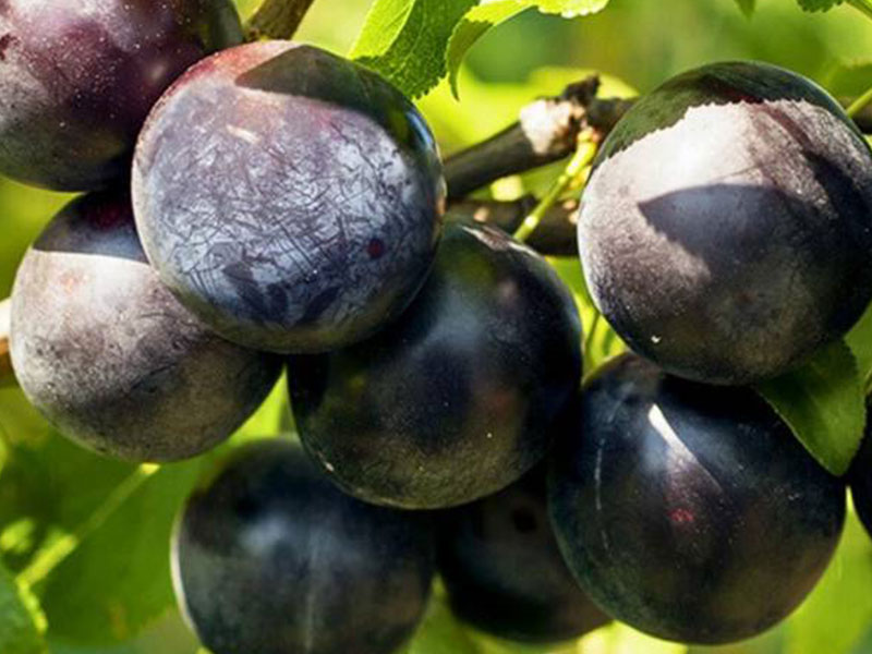 Marhulo - slivka (Prunus cerasifera x Armeniaca vulgaris) MELITOPOLSKIJ ČERNYJ Marhulo - slivka (Prunus cerasifera x Armeniaca vulgaris) MELITOPOLSKIJ ČERNYJ