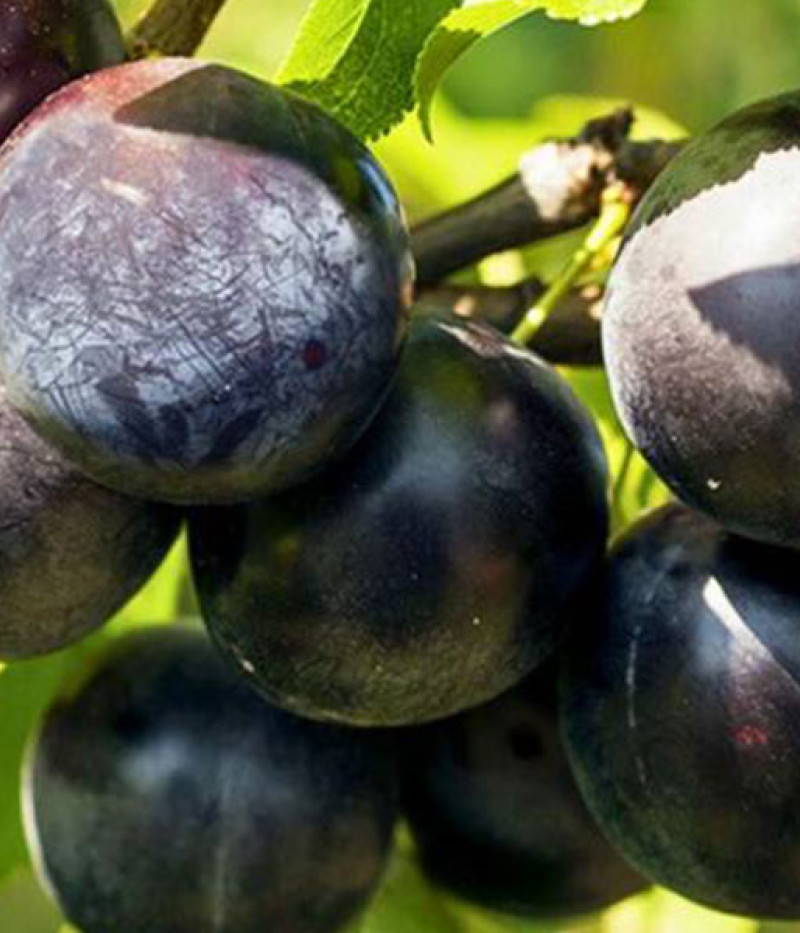 Japanese plum (Prunus salicina) BLACK AMBER - Tutifruti SK