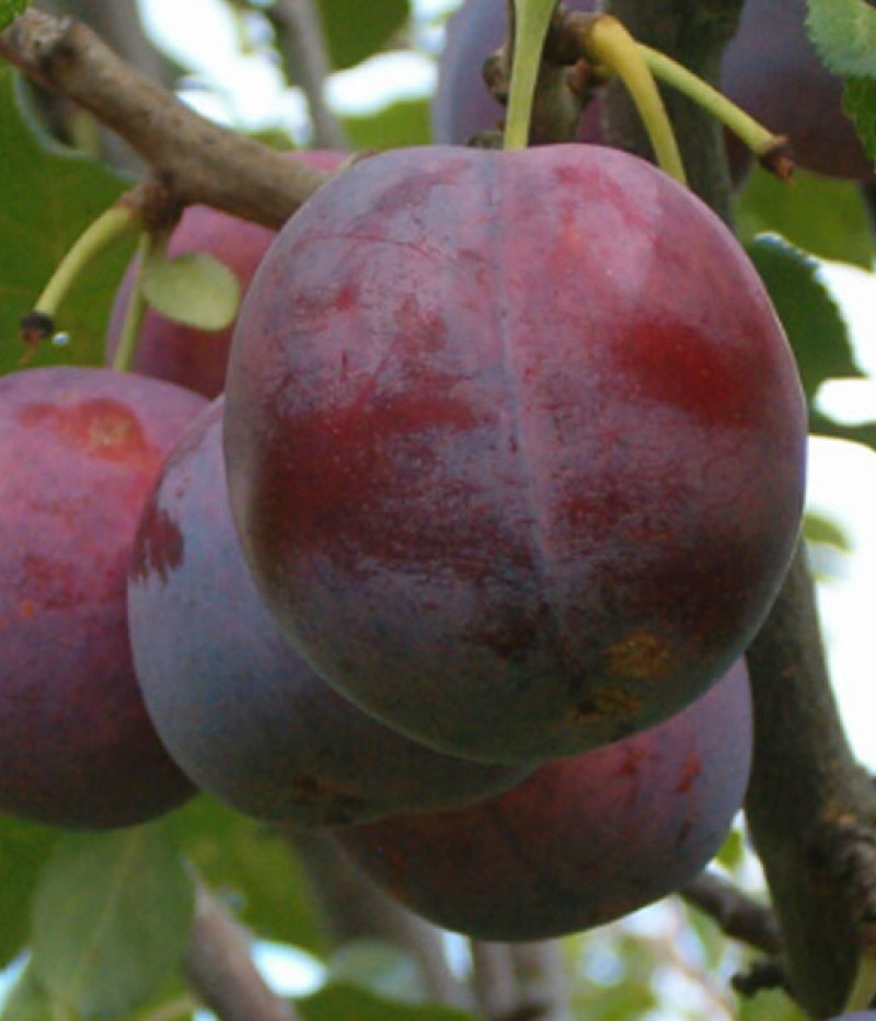 Hybridná slivka (Prunus sp.) MINJONA - Tutifruti, s.r.o. (SK)