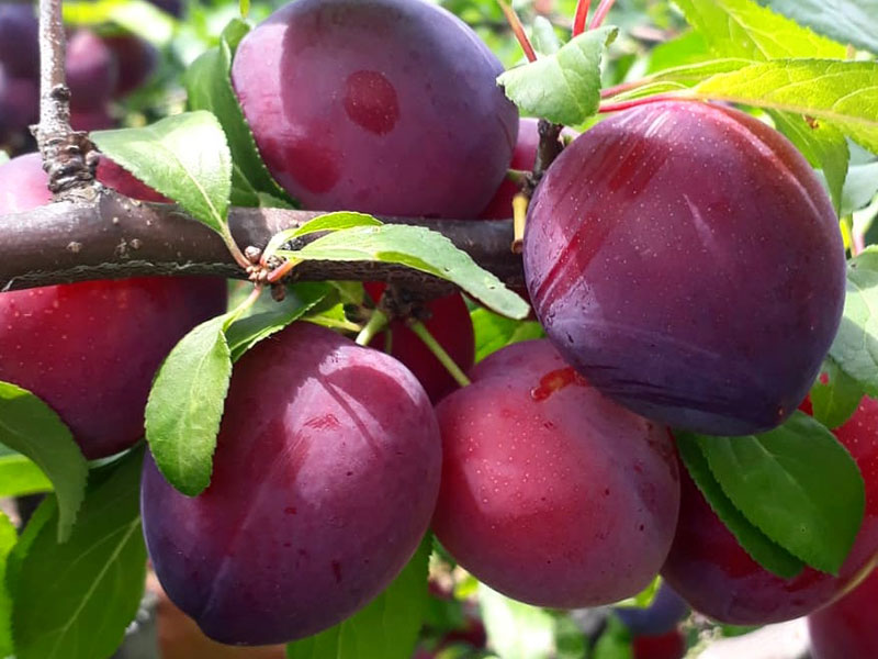 Japonská slivka (Prunus x hybrid) NAJDENA