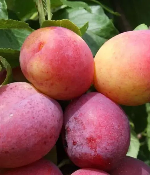 Plum  (Prunus domestica) QUEEN VICTORIA - Tutifruti SK