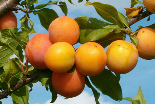 Prežiť a zarodiť: 9 výnimočných severských sliviek pre extrémne podmienky