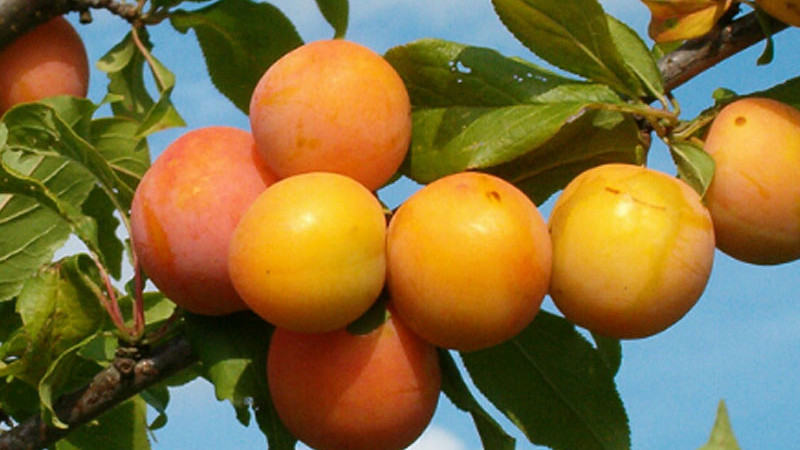 Prežiť a zarodiť: 9 výnimočných severských sliviek pre extrémne podmienky