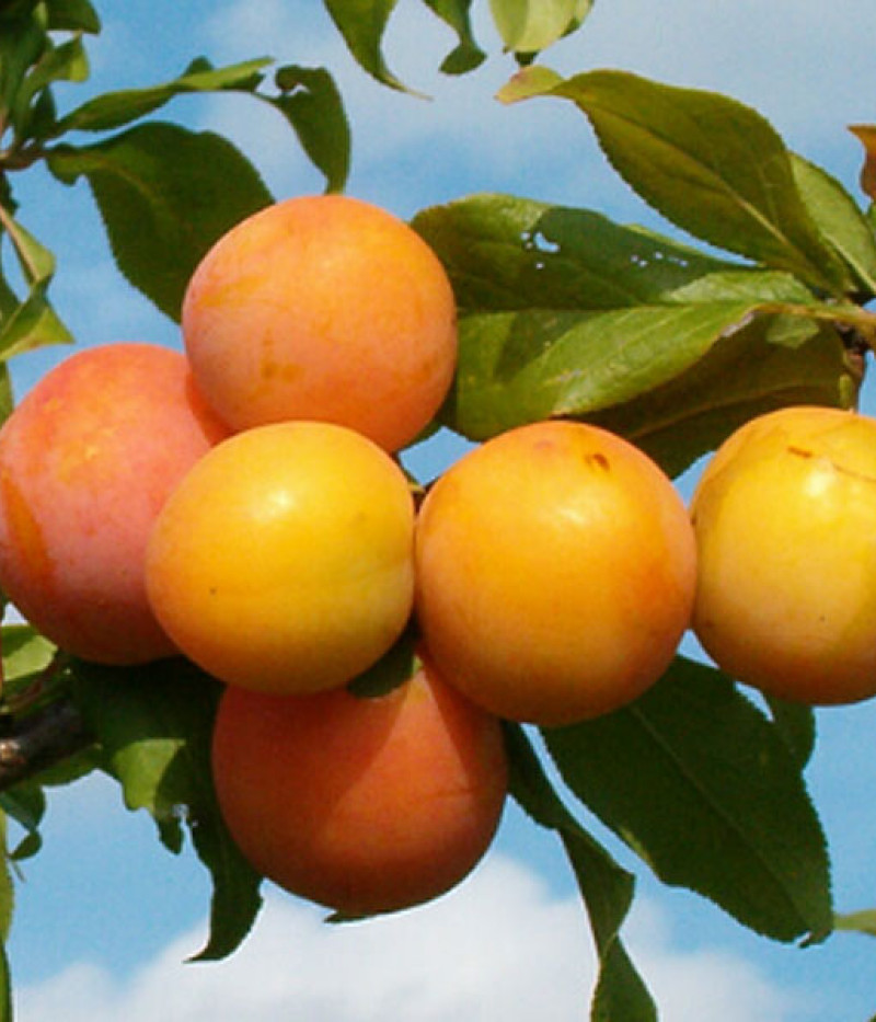 Hybridná slivka (Prunus sp.) SKOROPLODNAJA - Tutifruti, s.r.o. (SK)