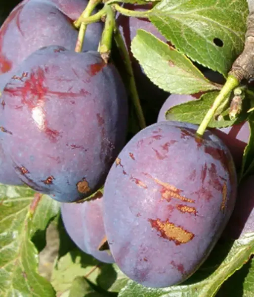 Plum (Prunus domestica) VIOLETTA - Tutifruti, s.r.o. (SK)
