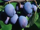 Slivka (Prunus domestica) WEGIERKA DABROWICKA - Tutifruti SK