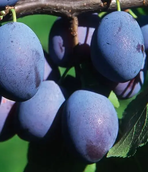 Plum  (Prunus domestica) WEGIERKA DABROWICKA