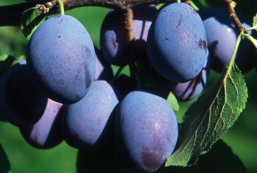 Slivka domáca: Od botaniky poddruhov po precíznu výživu