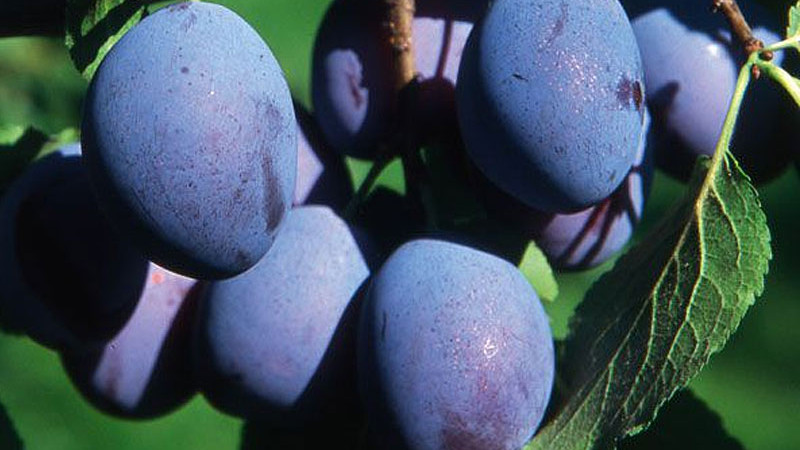 Slivka domáca: Od botaniky poddruhov po precíznu výživu