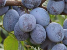 Slivka (Prunus domestica) WEGIERKA ZWYKLA - Tutifruti SK Slivka (Prunus domestica) WEGIERKA ZWYKLA - Tutifruti SK