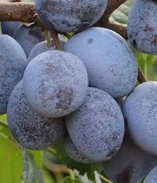 Plum  (Prunus domestica) WEGIERKA ZWYKLA - Tutifruti SK