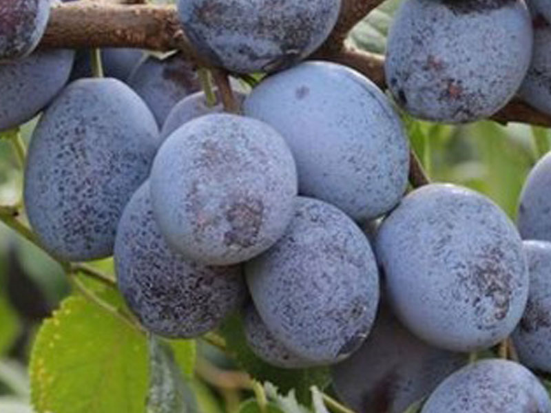 Slivka (Prunus domestica) WEGIERKA ZWYKLA - Tutifruti SK Slivka (Prunus domestica) WEGIERKA ZWYKLA - Tutifruti SK