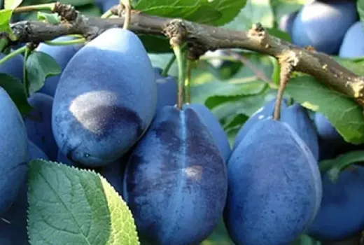 Rodokmeň plný farieb a chutí: Fascinujúci svet poddruhov slivky domácej (Prunus domestica)