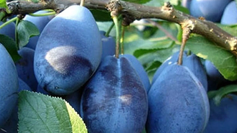Rodokmeň plný farieb a chutí: Fascinujúci svet poddruhov slivky domácej (Prunus domestica)
