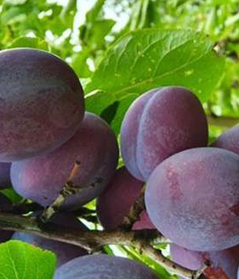 Slivka (Prunus domestica) ZANE - Tutifruti, s.r.o. (SK)