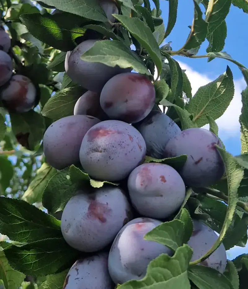 Slivka (Prunus domestica) AGENT - Tutifruti, s.r.o.