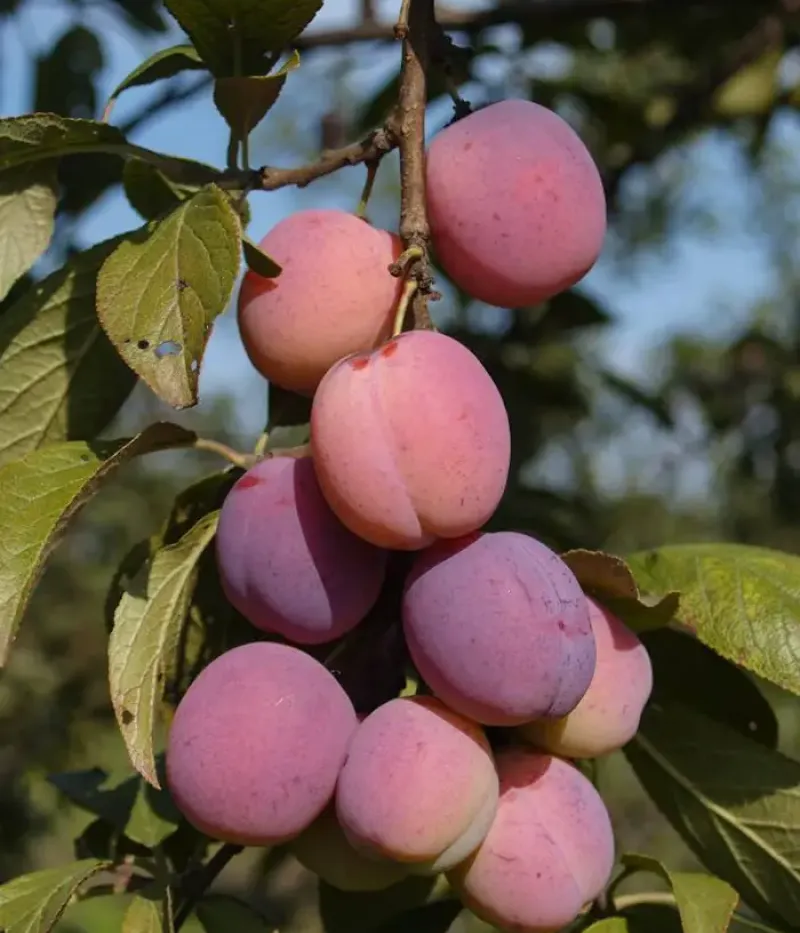 Slivka (Prunus domestica) ALEKSONA - Tutifruti, s.r.o.