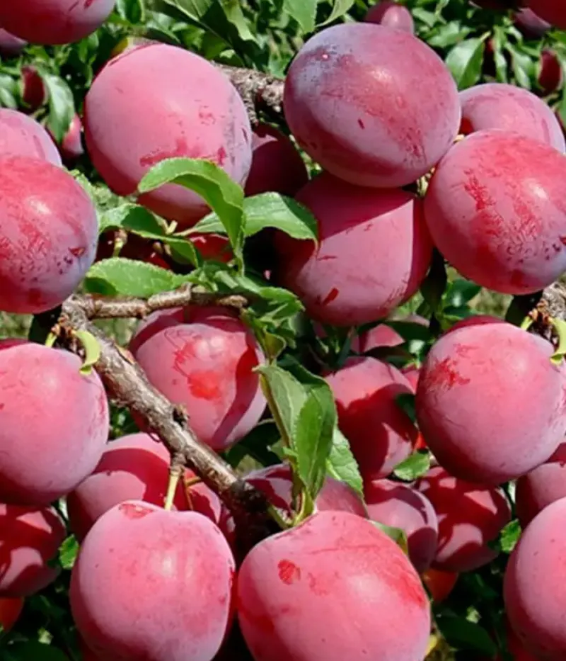 Hybridná slivka (Prunus sp.) ALYONUSHKA - Tutifruti, s.r.o.