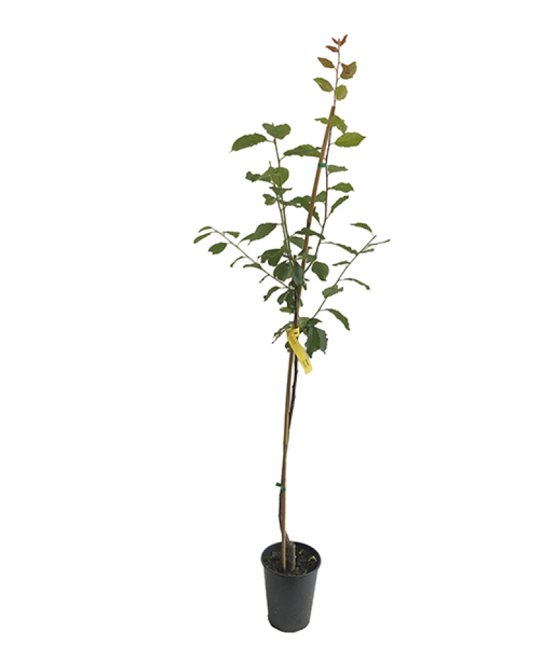 Slivka (Prunus domestica) AMERS - Tutifruti SK