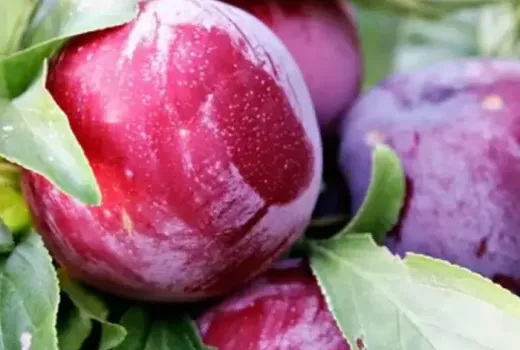 Slivky na sušenie a konzum: Porovnanie odrôd 'Agent', 'Aleksona' a 'Andreea'