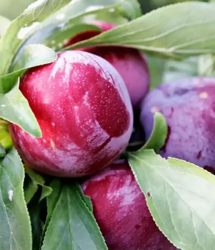 Plum (Prunus domestica) ANDREEA - Tutifruti, s.r.o.