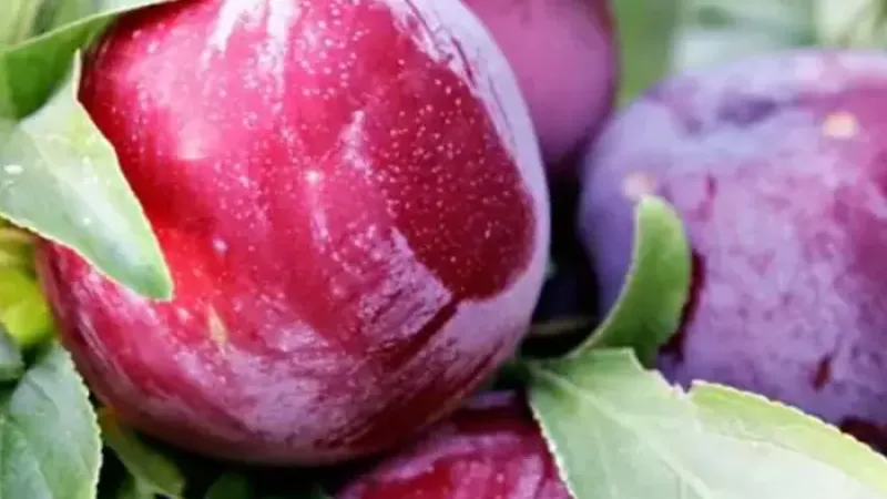 Slivky na sušenie a konzum: Porovnanie odrôd 'Agent', 'Aleksona' a 'Andreea'