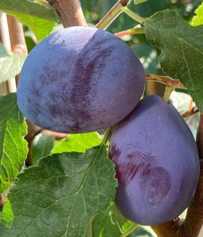 BIO Slivka neskorá (Prunus domestica) AROMA SPUR (stĺpová) - Tutifruti SK