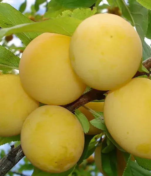 BIO Slivka AROMA SPUR GELB (stĺpová)
