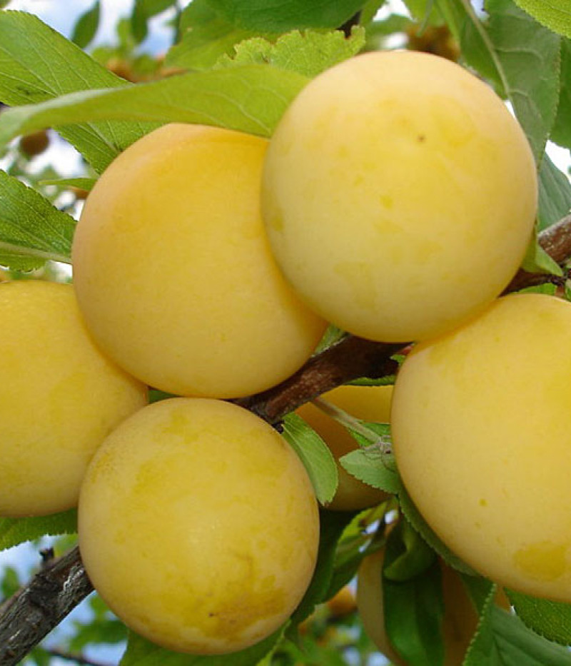 BIO Slivka AROMA SPUR GELB (stĺpová) - Tutifruti SK