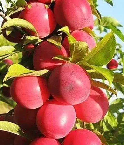 BIO Plum AROMA SPUR ROT Columnar