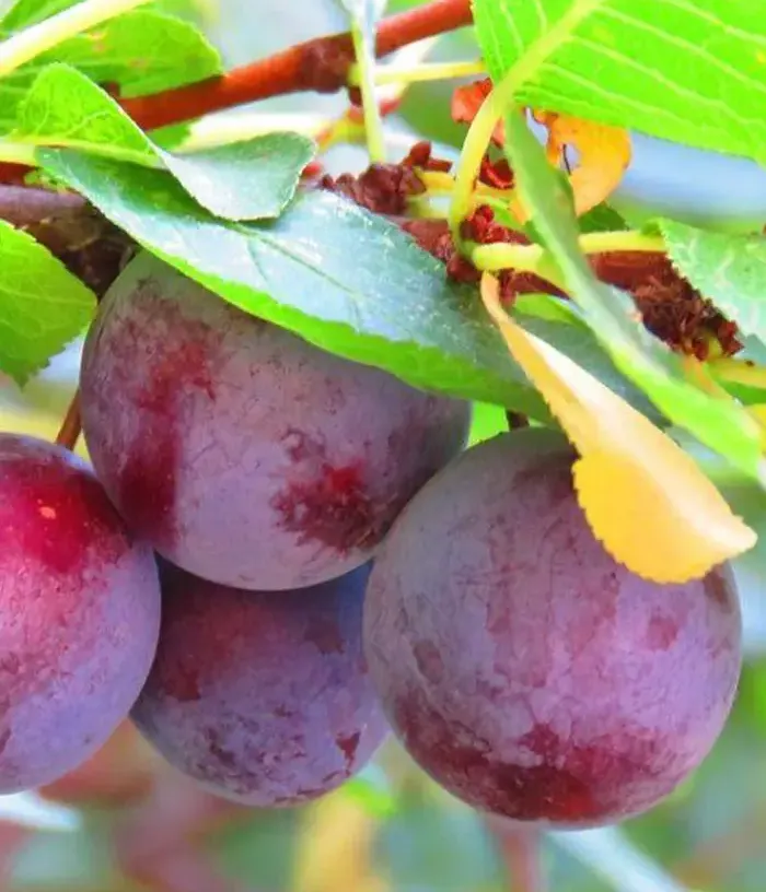 Slivka (Prunus domestica) AVE - Tutifruti, s.r.o.