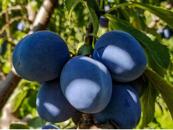 Plum  (Prunus domestica) BLUEFREE