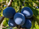 Slivka (Prunus domestica) BLUEFREE